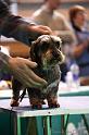 Crufts2011_2 1047